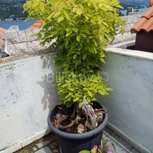 Korčula, centar, prodaja kuća, terasa, pogled na more