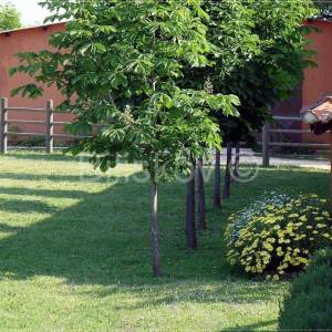 Ližnjan,prekrasno imanje u Istri.