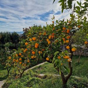 Najam:Opatija-Ičići,2-sobni stan na prvom katu kuće,104m2,200m od mora