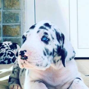 Nemačka doga štenci