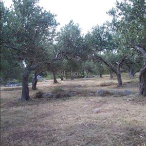 Otok Brač, Mirca - poloprivredno zemljište