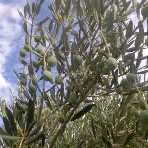 Otok Brač, Mirca - poloprivredno zemljište