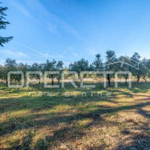 
Poreč - atraktivno poljoprivredno zemljište s infrastrukturom i maslinikom