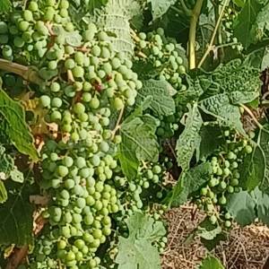 POSEDARJE-26125 m2 vinograd vrsne franc. sorte + kuća+ izg. do 600 m2 objekta