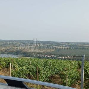 POSEDARJE-26125 m2 vinograd vrsne franc. sorte + kuća+ izg. do 600 m2 objekta