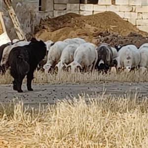 POSEDARJE-26125 m2 vinograd vrsne franc. sorte + kuća+ izg. do 600 m2 objekta