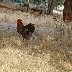 POSEDARJE-26125 m2 vinograd vrsne franc. sorte + kuća+ izg. do 600 m2 objekta