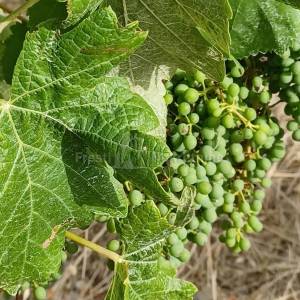 POSEDARJE-26125 m2 vinograd vrsne franc. sorte + kuća+ izg. do 600 m2 objekta