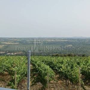 POSEDARJE-26125 m2 vinograd vrsne franc. sorte + kuća+ izg. do 600 m2 objekta