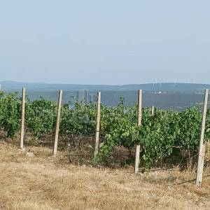 POSEDARJE-26125 m2 vinograd vrsne franc. sorte + kuća+ izg. do 600 m2 objekta