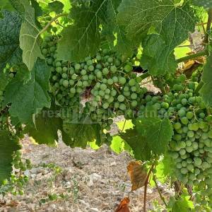 POSEDARJE-26125 m2 vinograd vrsne franc. sorte + kuća+ izg. do 600 m2 objekta