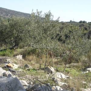 Prodaja, Drvenik Veliki, kuće u ruševnom stanju