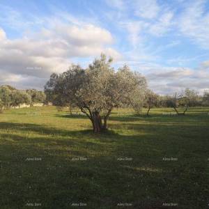 Prodaja građevinskog zemljišta sa pogledom na more, Fažana!