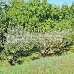 Prodaja, Kuća, Podsused, Gornji put, Samostojeća, 227m2