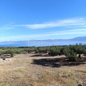 Prodaja, Maslinik 9100 m2, Supetar, Otok Brač