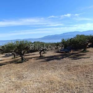 Prodaja, Maslinik 9100 m2, Supetar, Otok Brač