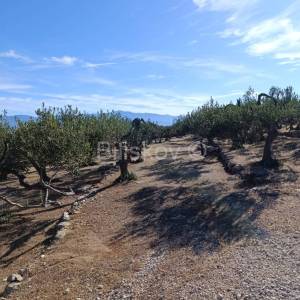 Prodaja, Maslinik 9100 m2, Supetar, Otok Brač