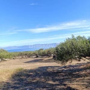 Prodaja, Maslinik 9100 m2, Supetar, Otok Brač