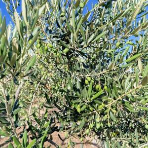 Prodaja, Maslinik 9100 m2, Supetar, Otok Brač