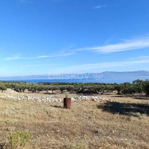 Prodaja, Maslinik 9100 m2, Supetar, Otok Brač