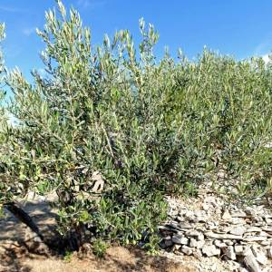 Prodaja, Maslinik 9100 m2, Supetar, Otok Brač