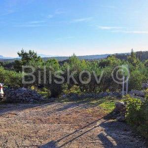 Prodaja maslinika, Mirca, otok Brač