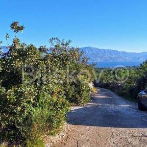 Prodaja maslinika, Mirca, otok Brač