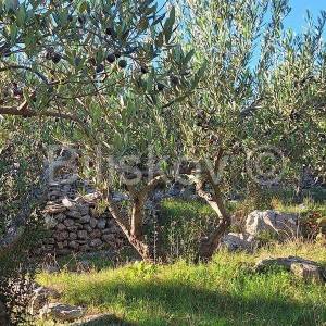 Prodaja maslinika, Mirca, otok Brač