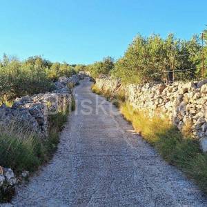 Prodaja maslinika, Mirca, otok Brač