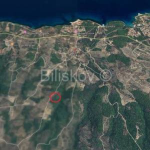 Prodaja maslinika, Mirca, otok Brač