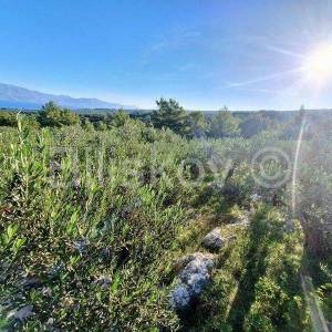 Prodaja maslinika, Mirca, otok Brač