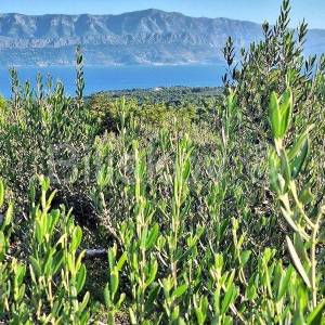 Prodaja maslinika, Mirca, otok Brač
