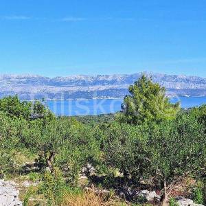 Prodaja maslinika, Mirca, otok Brač