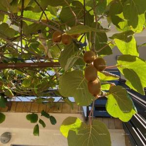 Prodaje se kuća u Umagu