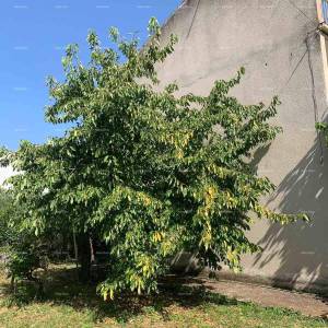 Prodaje se samostojeća kuća za renovaciju u centru Rovinja