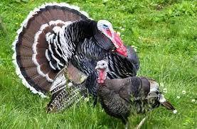 purani domači brončani