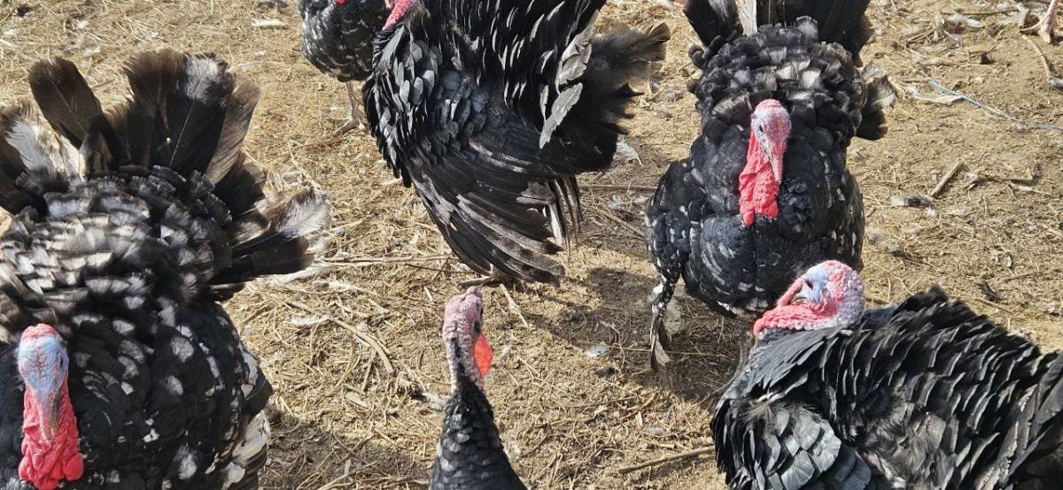 Purice i purani prodajem