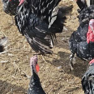 Purice i purani prodajem