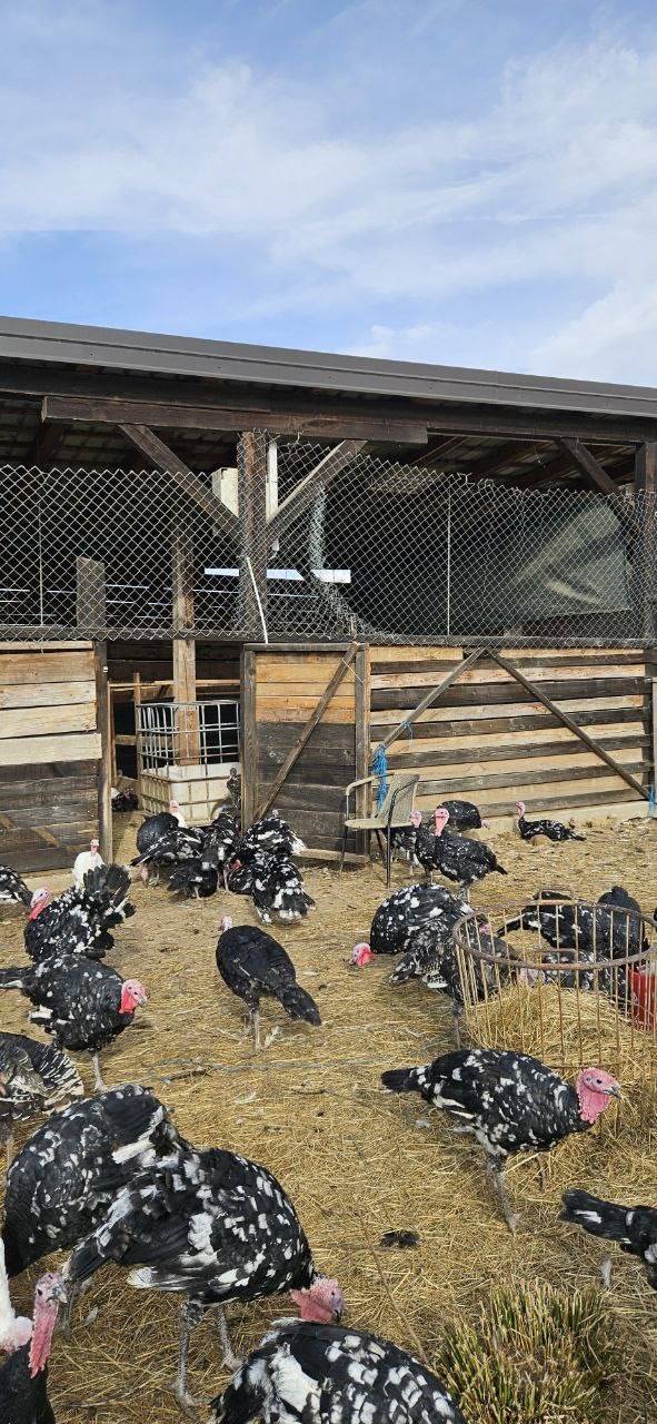 Purice i purani prodajem