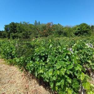 RUŠEVINA I GRAĐEVINSKO ZEMLJIŠTE - PRILIKA!