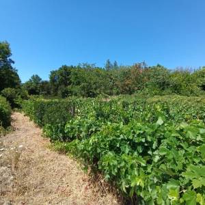 RUŠEVINA I GRAĐEVINSKO ZEMLJIŠTE - PRILIKA!