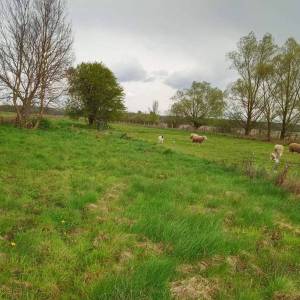 Sisak, Veliko Svinjićko, kuća s dvorištem i oranica 5202m2, prodaja