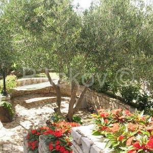 Šolta Maslinica 2 kuće 120 m od mora