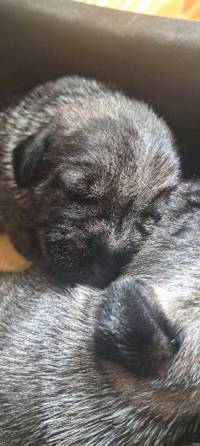 Srednji šnaucer, štenci