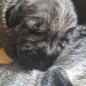 Srednji šnaucer, štenci