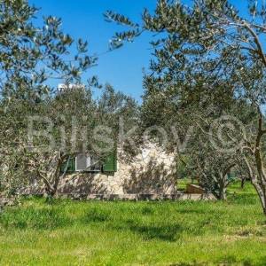 Stari Grad,  kuća 51 m2 sa maslinikom 2300 m2