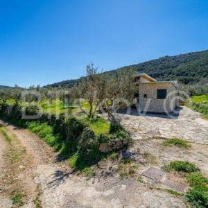 Stari Grad,  kuća 51 m2 sa maslinikom 2300 m2