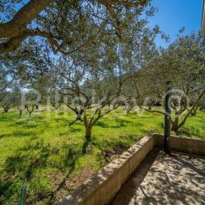 Stari Grad,  kuća 51 m2 sa maslinikom 2300 m2