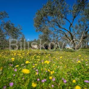 Stari Grad,  kuća 51 m2 sa maslinikom 2300 m2