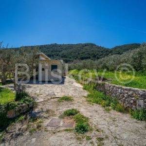 Stari Grad,  kuća 51 m2 sa maslinikom 2300 m2